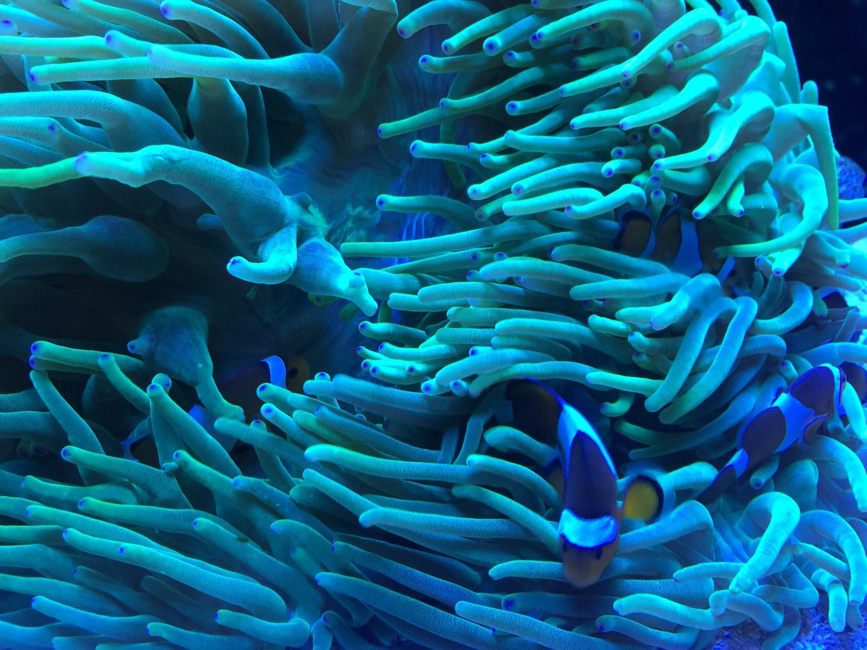 Sea anemone tentacles in blue and green light, with clownfish sheltering among them